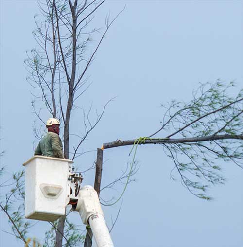tree services in severn md