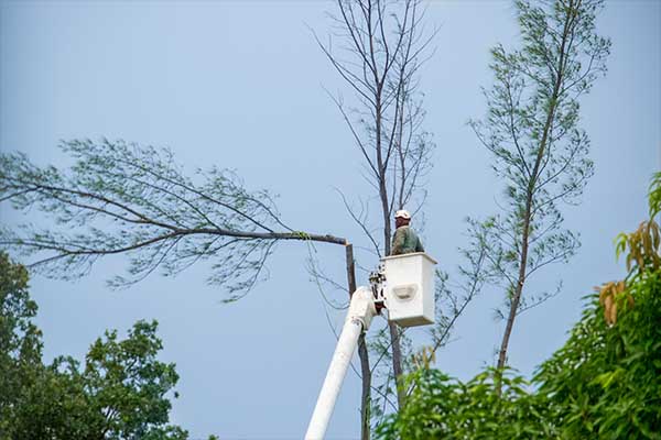 tree services in severna park md